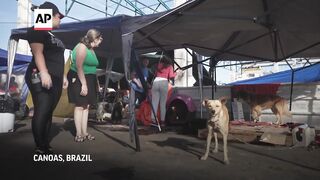 Makeshift shelter saves hundreds of dogs amid floods in southern Brazil.