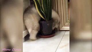 Baby Alaskan Malamute Cutest and Funniest Moments New Compilation
