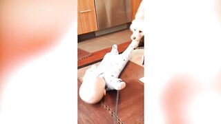 Babies and Dogs Playing Together l Dogs and Babies Compilation