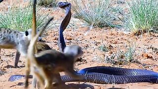 Kill the cobra