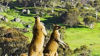 Fighting kangaroo