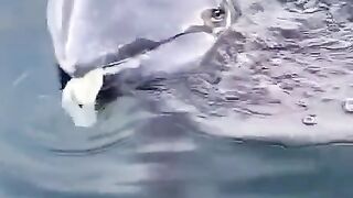 Cute fish video