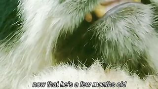 Baby panda ready to explore the world