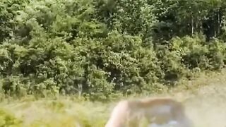 Antelope fights back against leopard. Animal fighting power competition. Wonderful moments of animal
