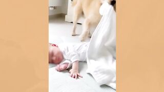 Dogs and Babies Are Best Friends - Cute Baby And Puppies Love