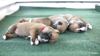 Boxer's Three-Day-Old Puppies
