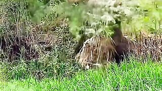 WILDERNESS ENCOUNTERS MUST WATCH