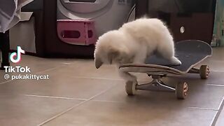 Cute Cats TikTok| TikTok Viral Video