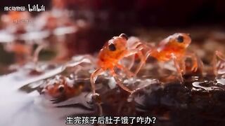 我儿子不大，吃到嘴里就化了