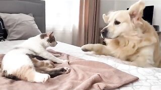 Cute dog and cat