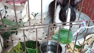 Animal food