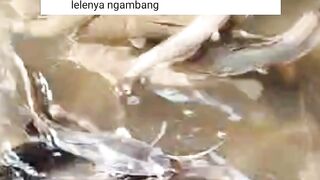 PEMULA wajib nonton - Tebar bibit 200 ekor panen 25 ekor ???? sisanya kemana bang ???????? Gak tau