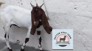 Beautiful goat for sale in Pakistan