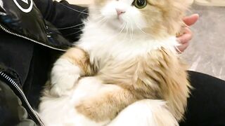 new aicat video
