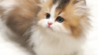 new funny  cat video