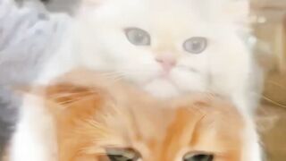 new cat video