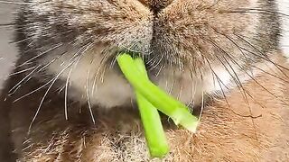 Cute rabbit
