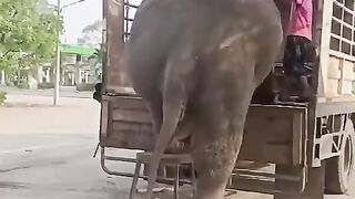 Trained Elephants