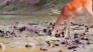 Video with punches from animals