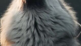 Amazing wild wolves