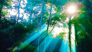 Nature_status_whatapp_viral