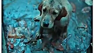 boy save dog ???? | cute girl smile ???? status #shorts #attitude #viral #doglover ❤