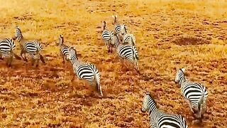 group of zebras running across the African Savanna.