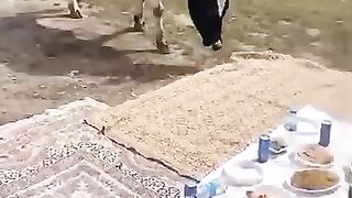 Ladies shocks, Cow rocks.
