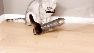 Funny cat