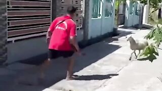 Goat vs man