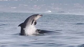 Paus orca berburu
