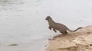 Macan tutul menyebrangi sungai
