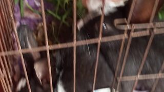 Animal funny moment