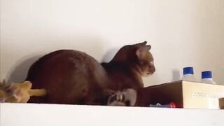 Cat surprised by flying squirrel