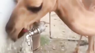 Thirsty camel