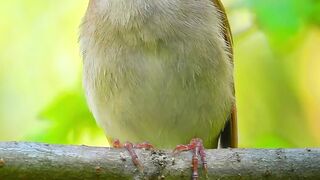 Magical Nightingale Melodies wildlife Birds