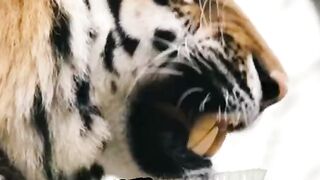 amazing facts tiger