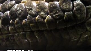 amazing facts Anaconda