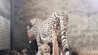 Sabina Marthinsen - Reposting my most vital video ---- Mama brie didn_t had any problems with me interact with her babies