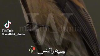 Hazrat Ali quotes in Urdu