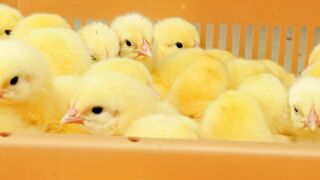View of the heads of baby chicks in a basket - adalinetv