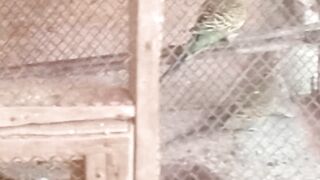 Bajri toty #perote #green Perot # waite Perot # yellow Perot