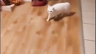 Funny fight cat