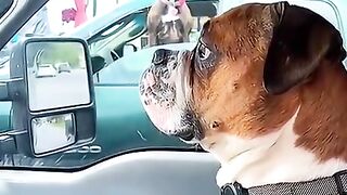 Funny Pets