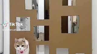 Cute Cats TikTok | TikTok Viral Video