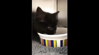 Funny CATS KITTENS Fun with animals