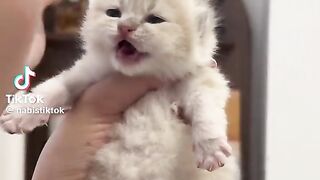 Cute Cats TikTok| TikTok Viral Video