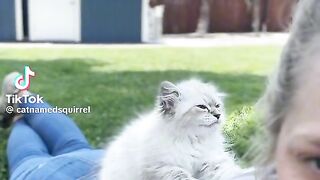 Cute Cats TikTok| TikTok Viral Video