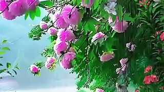 status,status video,status song,status whatsap,beast song,good song,video,songs