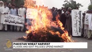 Pakistan wheat harvest_ Floods and govt policies upend market.